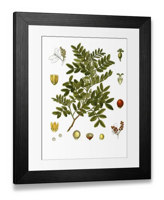 Framed Print : Medicinal plant, mastic (Pistacia lentiscus) shrub Framed Print : Medicinal plant, mastic (Pistacia lentiscus) shrub