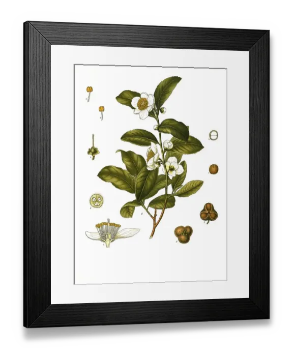 Framed Print : Medicinal plant, Camellia thea Framed Print : Medicinal plant, Camellia thea