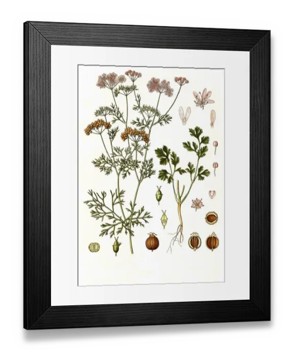 Framed Print : Medicinal plant, Coriander (Coriandrum sativum)