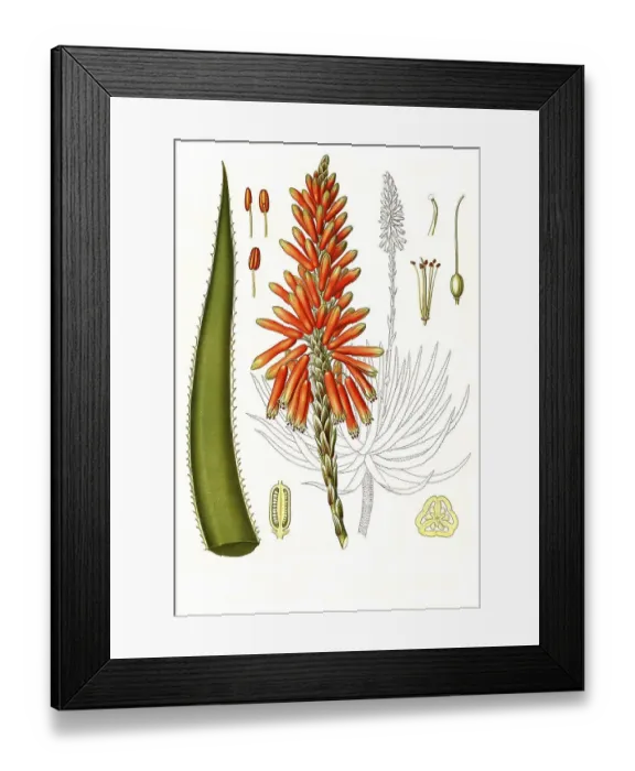 Framed Print : Medicinal plant, Aloe succotrina is a species of plant in the genus Aloes in the subfamily Affodilidae