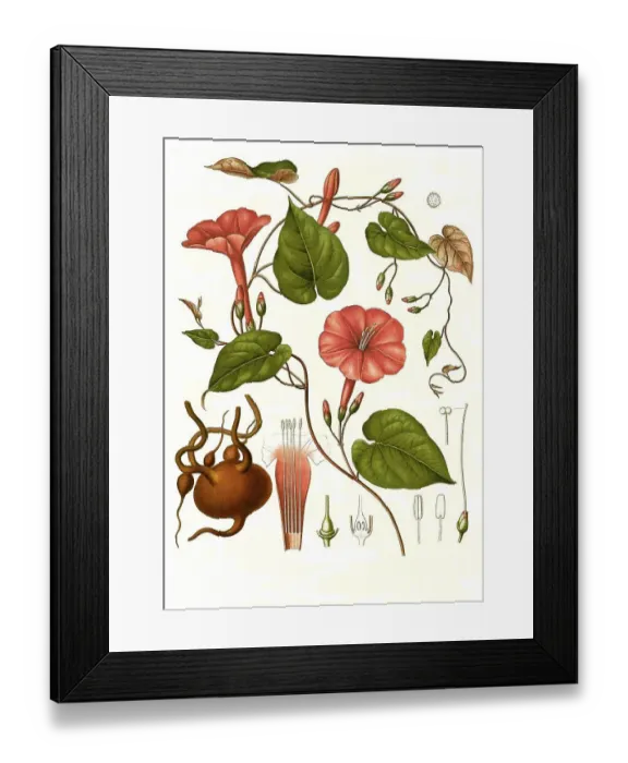 Framed Print : Medicinal plant, ipomoea (Exogonium purga) (Convolvulus purga) Framed Print : Medicinal plant, ipomoea (Exogonium purga) (Convolvulus purga)