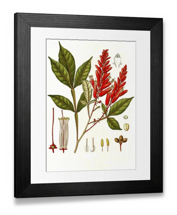 Framed Print : Medicinal plant, Brazilian quassia Framed Print : Medicinal plant, Brazilian quassia