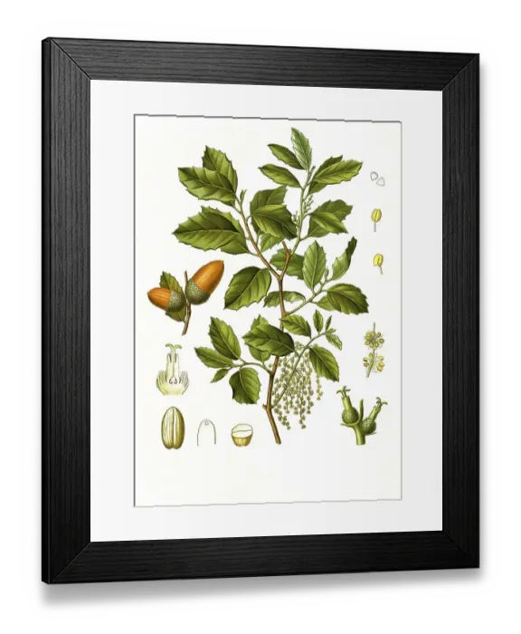 Framed Print : Medicinal plant, cork oak (Quercus suber L) Framed Print : Medicinal plant, cork oak (Quercus suber L)