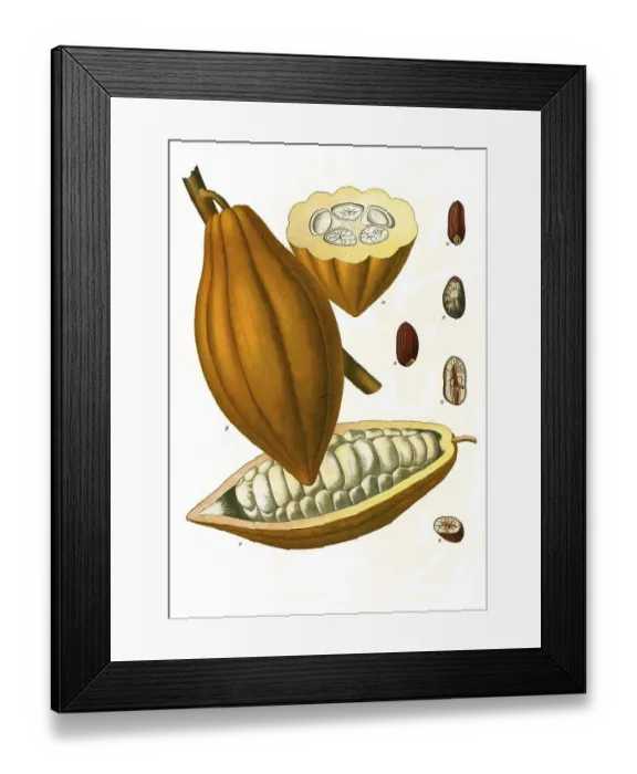 Framed Print : Medicinal plant, cocoa trees belongs to the genus Theobroma (cocoa (Theobroma cacao) trees) in the mallow family