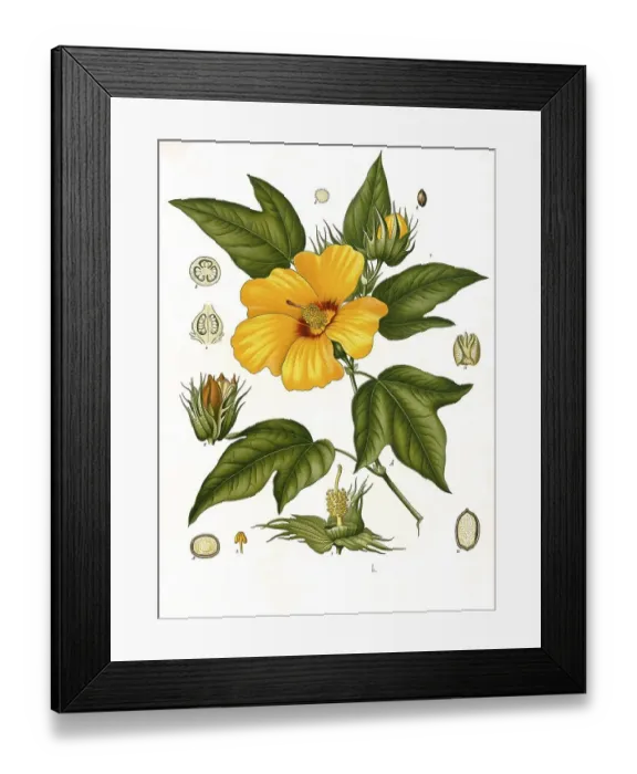 Framed Print : Medicinal plant barbadense, plant species from the genus Cotton (Gossypium) Framed Print : Medicinal plant barbadense, plant species from the genus Cotton (Gossypium)