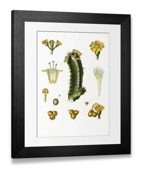 Framed Print : Medicinal plant, in German called Maghrebian columnar spurge (euphorbia) or quadrangular
