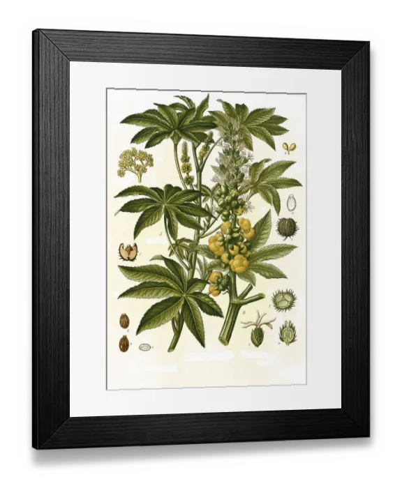 Framed Print : Medicinal plant, Ricinus communis Framed Print : Medicinal plant, Ricinus communis