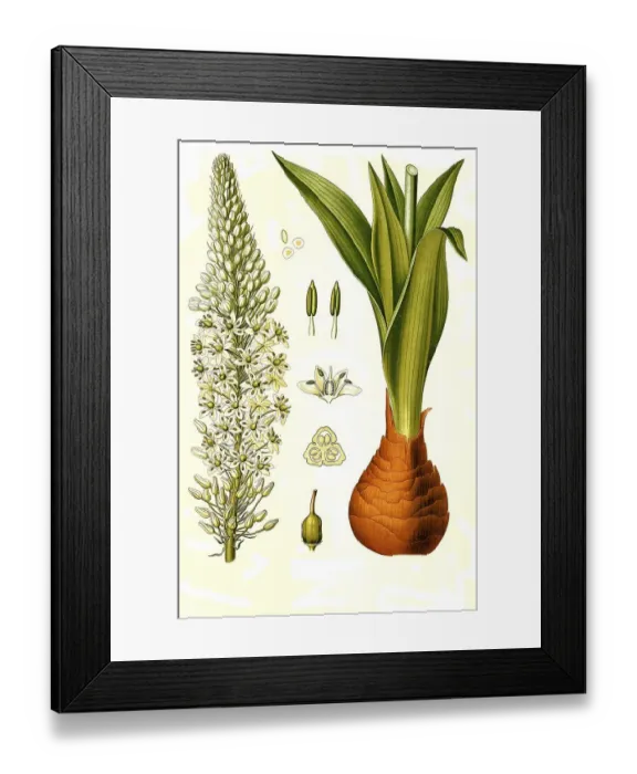 Framed Print : Medicinal plant, maritime squill (Drimia maritima)