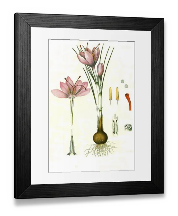 Framed Print : Medicinal plant, saffron crocus (Crocus sativus) Framed Print : Medicinal plant, saffron crocus (Crocus sativus)