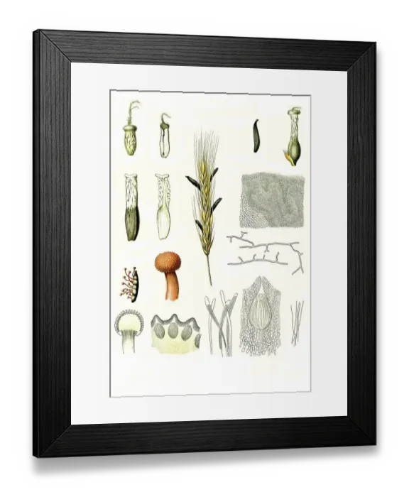Framed Print : Medicinal plant, Purple ergot fungi (Claviceps purpurea) (Claviceps) Framed Print : Medicinal plant, Purple ergot fungi (Claviceps purpurea) (Claviceps)