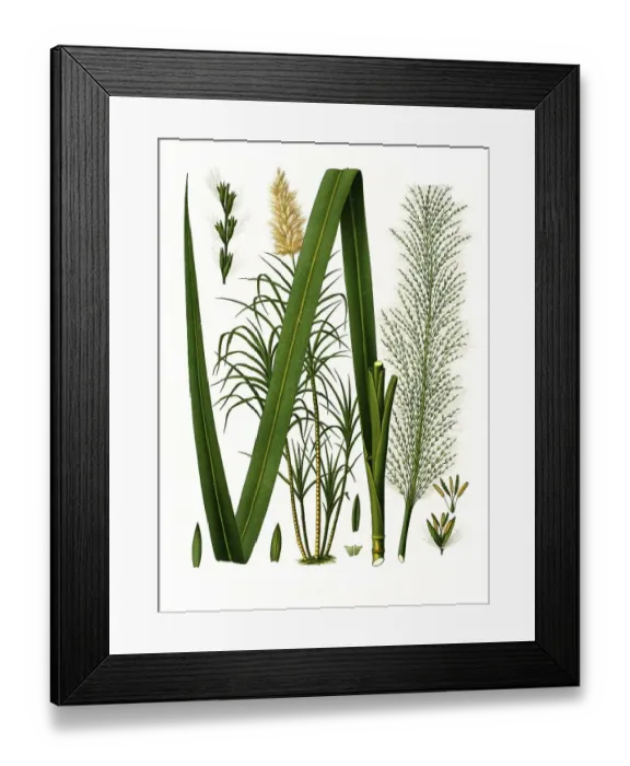 Framed Print : Medicinal plant, sugar cane (Saccharum officinarum) Framed Print : Medicinal plant, sugar cane (Saccharum officinarum)