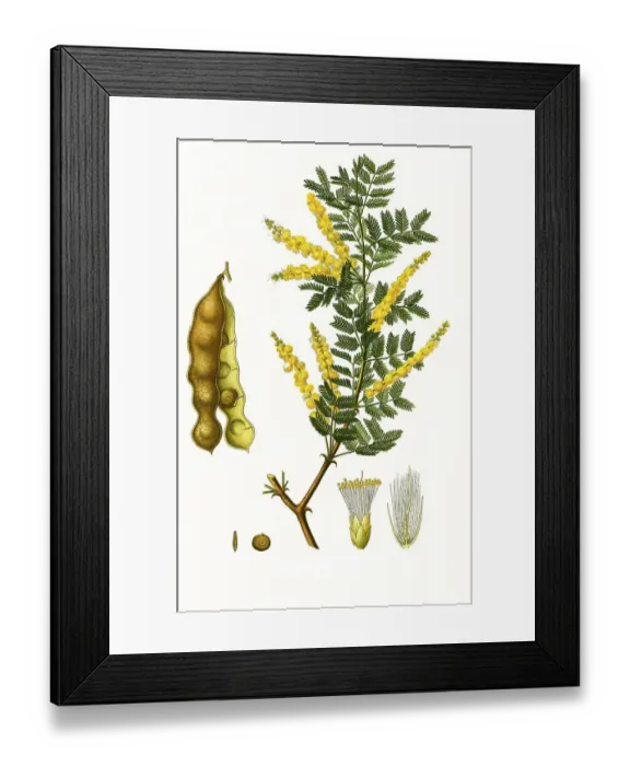 Framed Print : Medicinal plant, gum arabic tree Senegalia senegal Framed Print : Medicinal plant, gum arabic tree Senegalia senegal