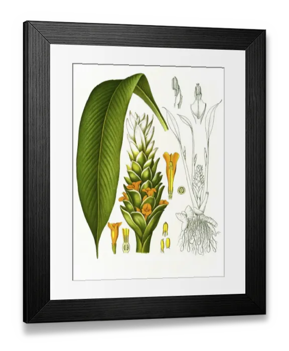 Framed Print : Medicinal plant, turmeric (Curcuma longa) or curcume