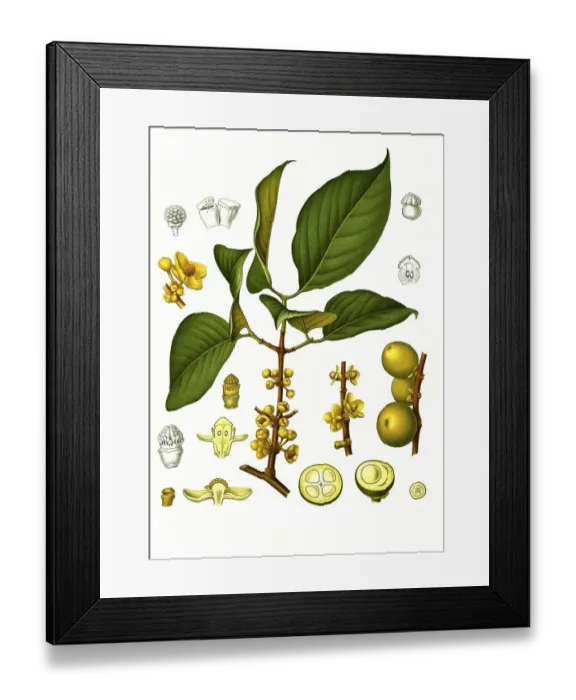 Framed Print : Medicinal plant, Garcinia morella