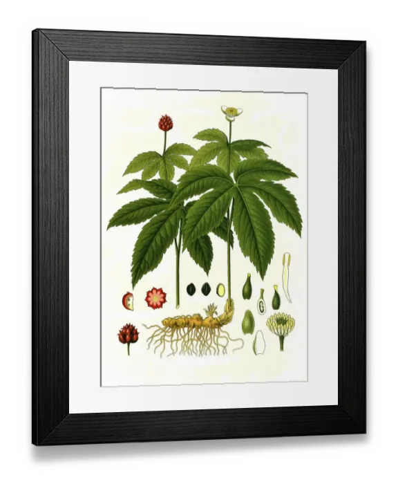 Framed Print : Medicinal plant, Canadian orange root (Hydrastis canadensis) Framed Print : Medicinal plant, Canadian orange root (Hydrastis canadensis)