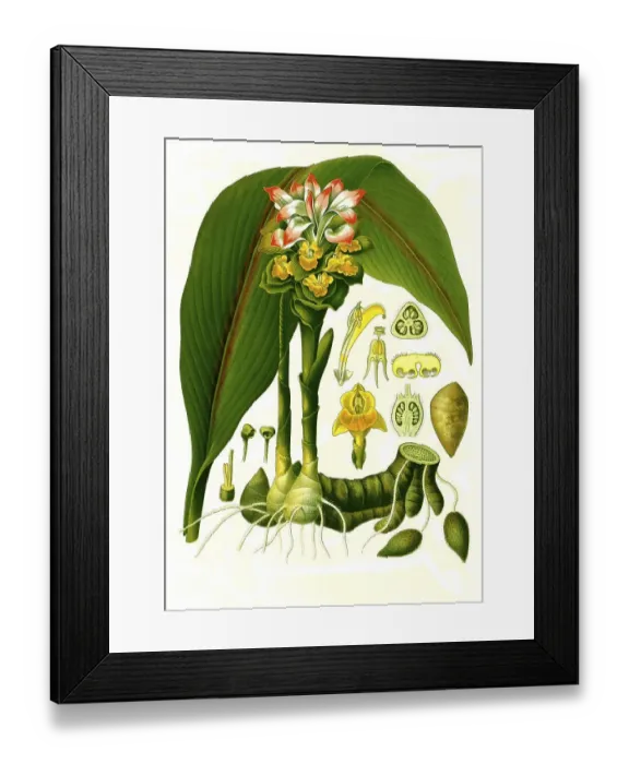 Framed Print : Medicinal plant, citron root, zedoary (Curcuma zedoaria) or zedoary (Curcuma zerumbeth)