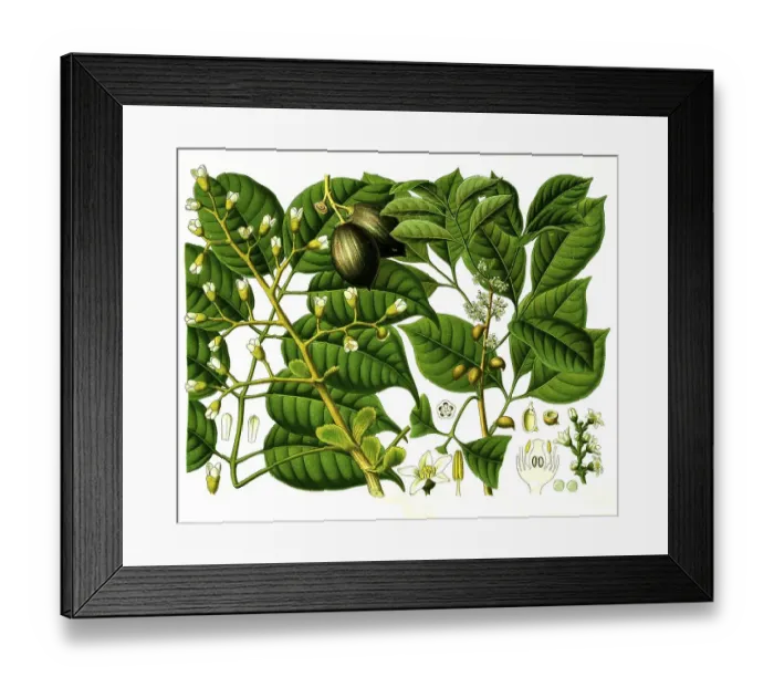 Framed Print : Medicinal plant, Canarium luzonicum