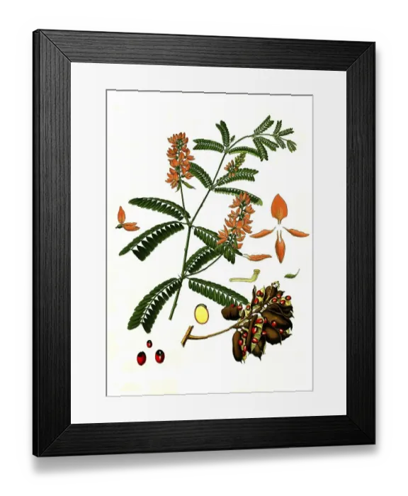 Framed Print : Medicinal plant, jequirity, also called paternoster bean or crab's eye (Abrus precatorius) vine
