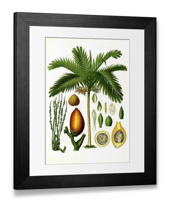 Framed Print : Medicinal plant, areca palm (Areca catechu)