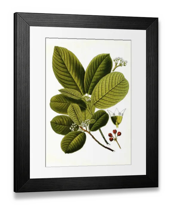 Framed Print : Buckthorn (Rhamnus) purshiana, Purgier rot tree