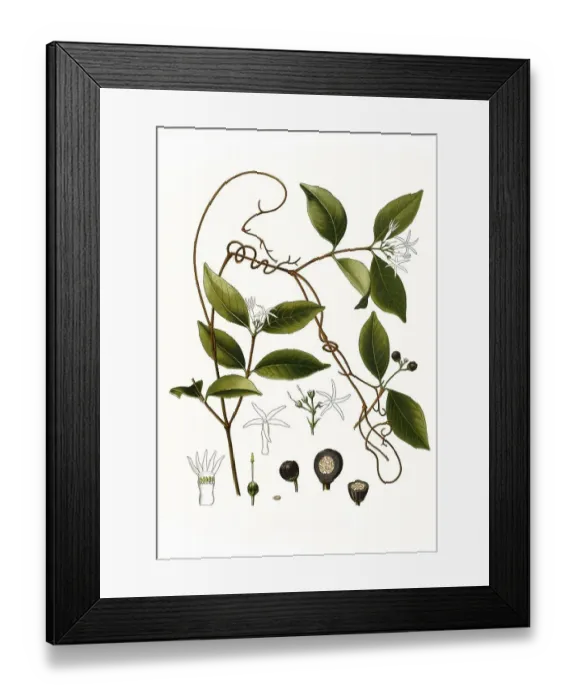 Framed Print : Medicinal plant, Landolphia watsonii Framed Print : Medicinal plant, Landolphia watsonii