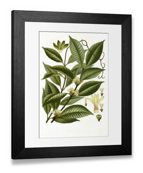 Framed Print : Medicinal plant, Willoughbya firma