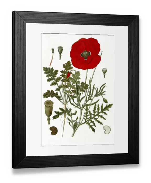 Framed Print : Medicinal plant, poppy flowers (Papaver rhoeas)