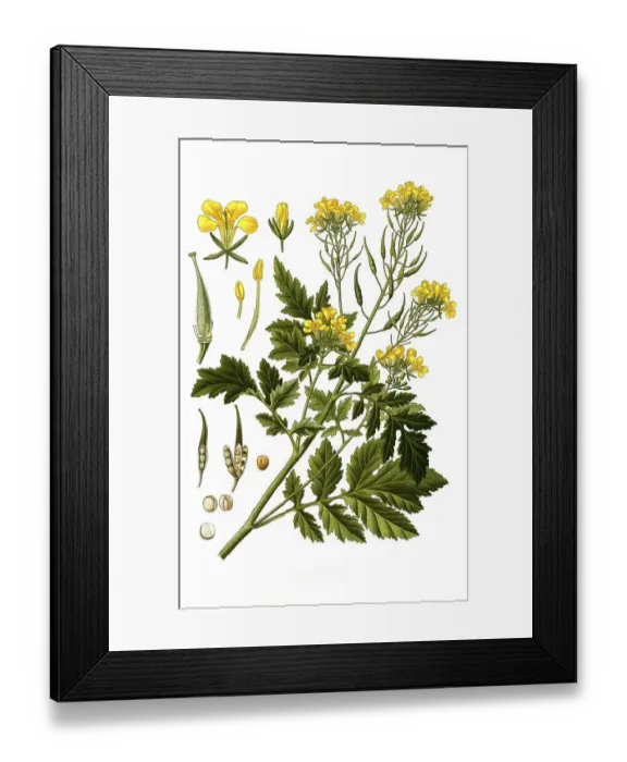 Framed Print : Medicinal plant, White mustard (Sinapis alba) is a species of plant in the genus Mustard