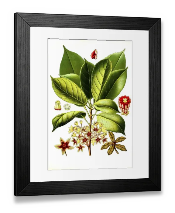 Framed Print : Medicinal plant, kola tree (Cola acuminata) Framed Print : Medicinal plant, kola tree (Cola acuminata)