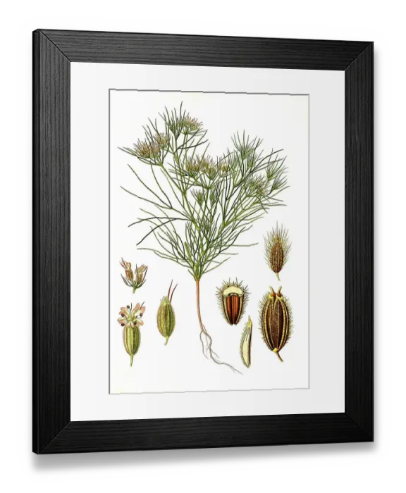 Framed Print : Medicinal plant, cumin (Cuminum cyminum)