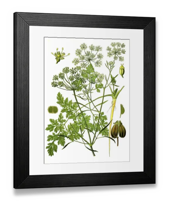 Framed Print : Medicinal plant, Parsley (Petroselinum crispum) (Petroselinum sativum)