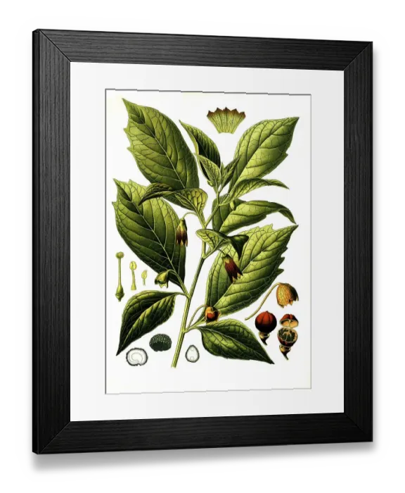 Framed Print : Medicinal plant, Henbane Bell, Scopolia Carniolica (Scopolina Atropoides) Framed Print : Medicinal plant, Henbane Bell, Scopolia Carniolica (Scopolina Atropoides)