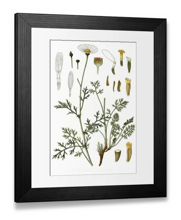 Framed Print : Medicinal plant, Dalmatian insect flower (Chrysanthemum cinerariaefolium)