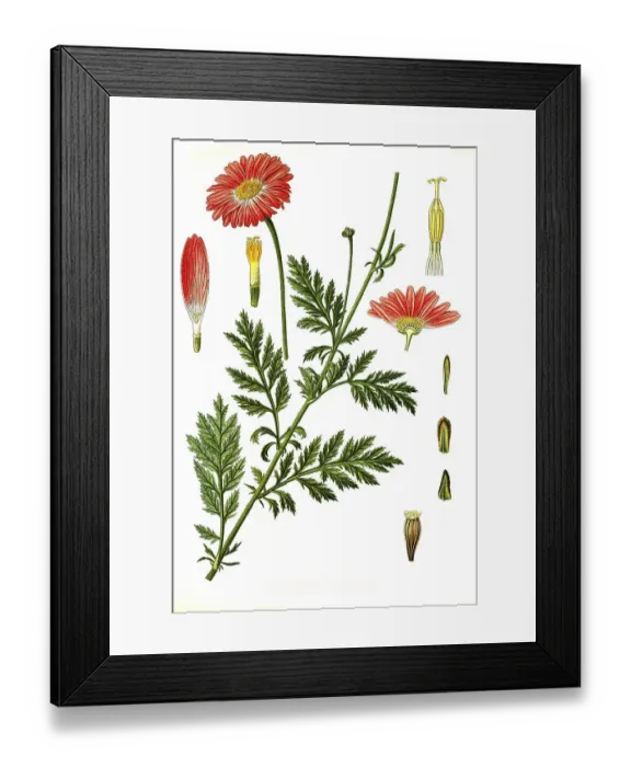 Framed Print : Medicinal plant, Chrysanthemum marshallii
