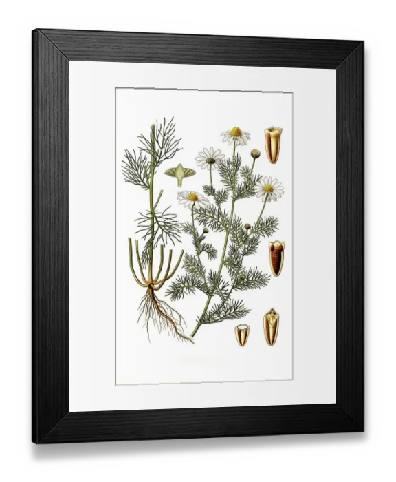 Framed Print : Medicinal plant, Chrysanthemum inodorum Framed Print : Medicinal plant, Chrysanthemum inodorum