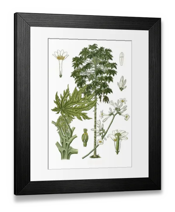 Framed Print : Medicinal plant, papaya (Carica papaya)