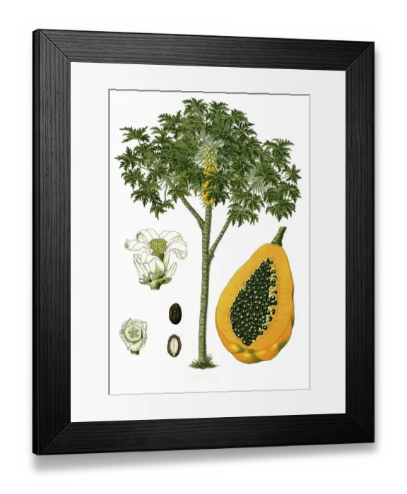 Framed Print : Medicinal plant, papaya (Carica papaya) Framed Print : Medicinal plant, papaya (Carica papaya)