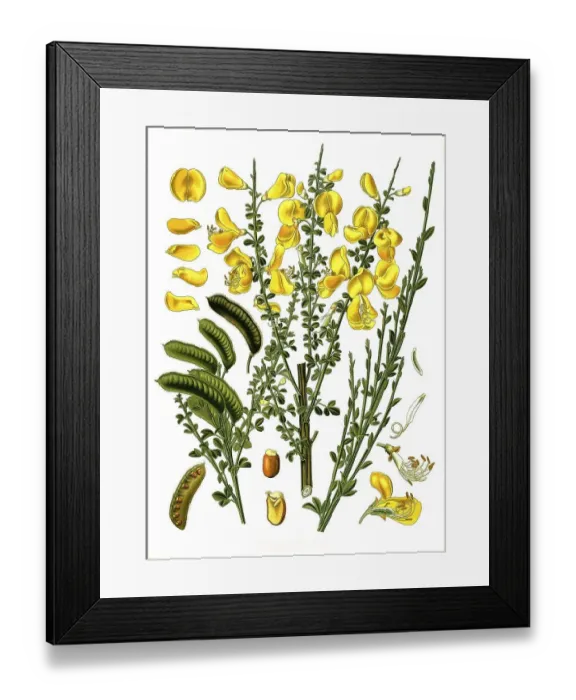 Framed Print : Medicinal plant, Broom, Common broom (Cytisus scoparius) Framed Print : Medicinal plant, Broom, Common broom (Cytisus scoparius)