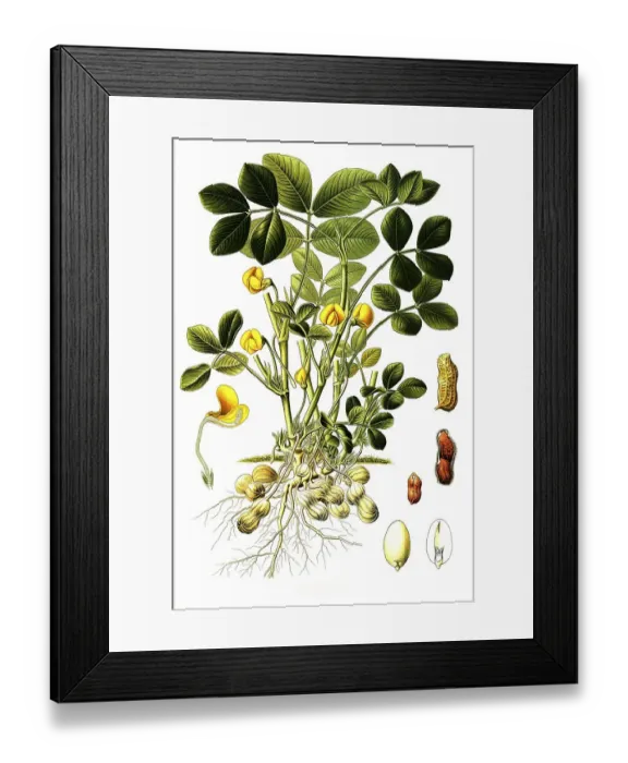 Framed Print : Medicinal plant, Peanut (Arachis hypogaea)