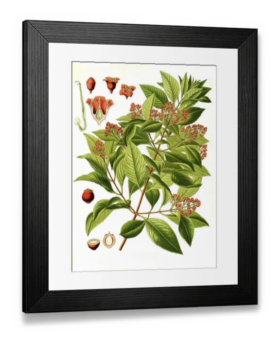 Framed Print : Medicinal plant, indian sandalwood (Santalum album) also white sandalwood