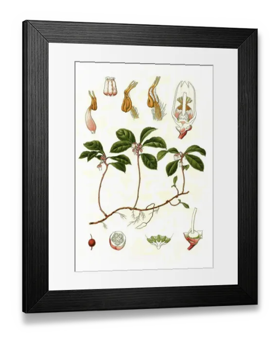 Framed Print : Medicinal plant, boxberry (Gaultheria procumbens)