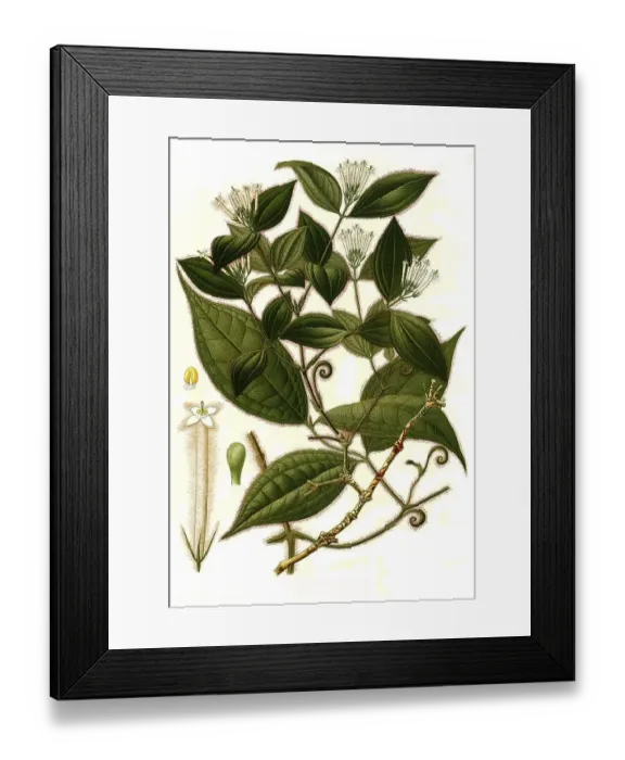 Framed Print : Medicinal plant, Strychnos (Strychnos) toxifera Framed Print : Medicinal plant, Strychnos (Strychnos) toxifera