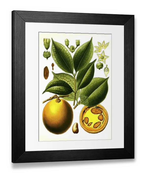 Framed Print : Medicinal plant, Ignatius Brechuss Framed Print : Medicinal plant, Ignatius Brechuss