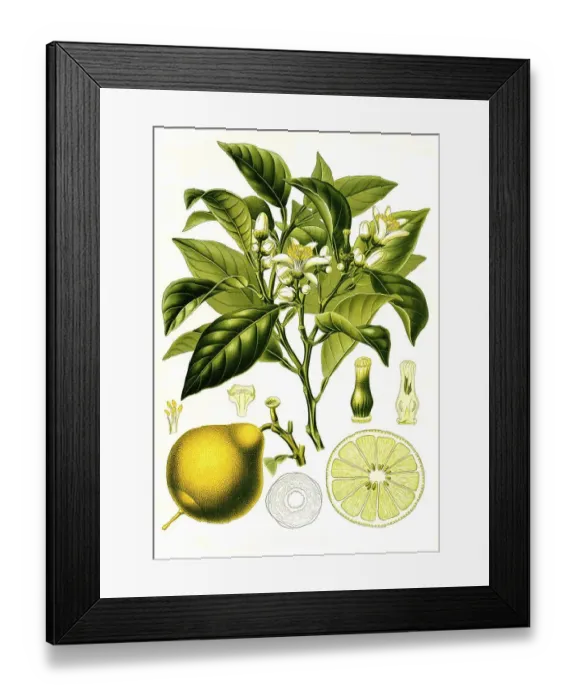 Framed Print : Medicinal plant, Bergamot (clementine (Citrus -- citrus fruit (Citrus) (Citrus -- limon)