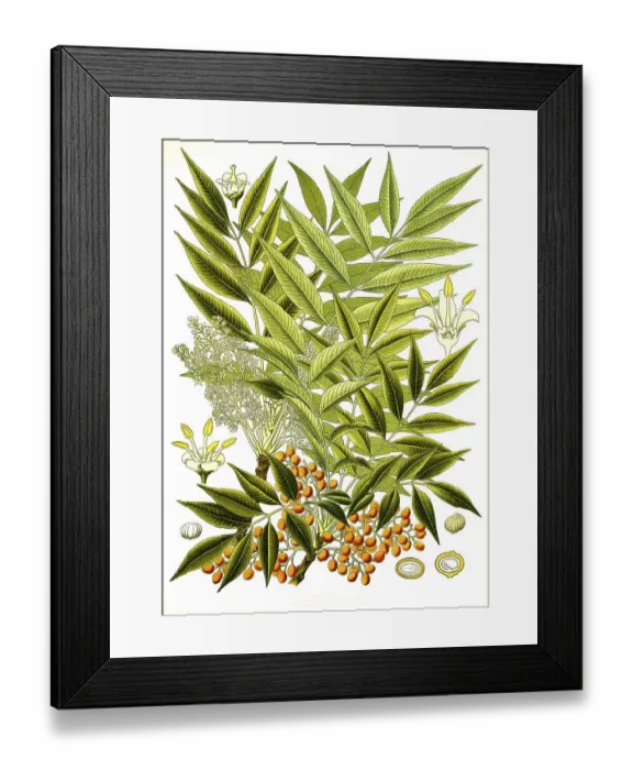 Framed Print : Medicinal plant, Rhus succedanea Framed Print : Medicinal plant, Rhus succedanea