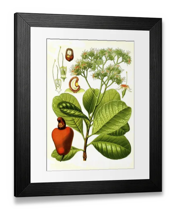Framed Print : Medicinal plant, cashew (Anacardium occidentale) tree Framed Print : Medicinal plant, cashew (Anacardium occidentale) tree