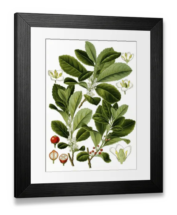 Framed Print : Medicinal plant, yerba mate (Ilex paraguariensis) Framed Print : Medicinal plant, yerba mate (Ilex paraguariensis)