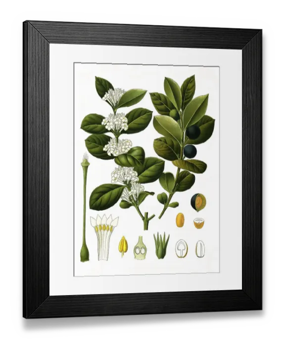 Framed Print : Medicinal plant, Acocanthera abyssinica