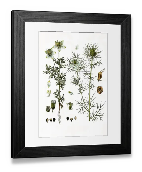 Framed Print : Medicinal plant, Black cumin (Nigella sativa) Framed Print : Medicinal plant, Black cumin (Nigella sativa)