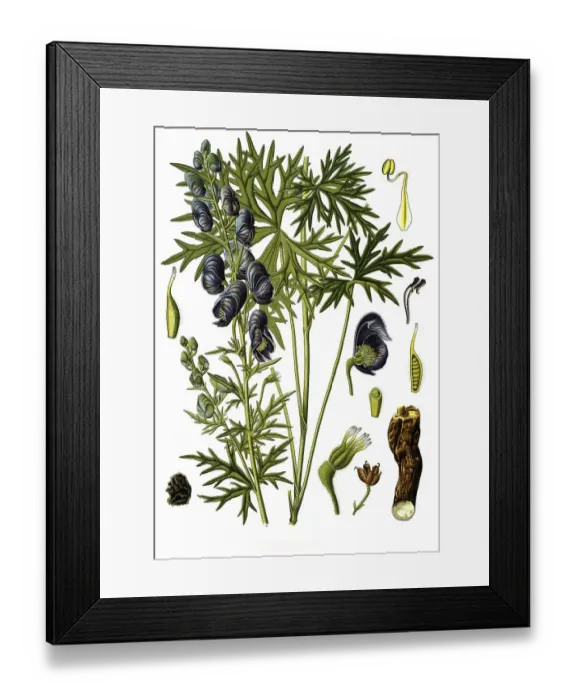 Framed Print : Medicinal plant ferox, Himalayan aconite (Aconitum)